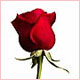 الصورة الرمزية الريشة 2009